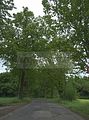 tannenfeld-sommer 2012-002